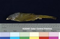 藏品(白環鸚嘴鵯)的圖片